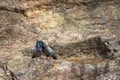 Kiss pigeon on the rocks