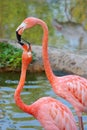 A kiss of two flamingos Royalty Free Stock Photo