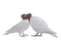 Kiss of two white doves isolated Royalty Free Stock Photo