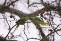 Kissing Alexandrine parakeet on a tree with great Love