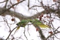 Kissing Alexandrine parakeet on a tree with great Love