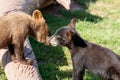 Kissing Baby Bears