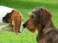 Kissing of beagle and dachshund