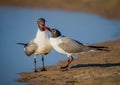 Kissing black headed seagulls Royalty Free Stock Photo