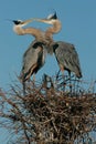 Kissing Blue Herons