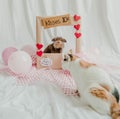 Kissing Booth - Dog and cat stock photo