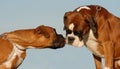 Kissing boxer Royalty Free Stock Photo