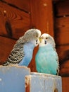 Kissing Budgies