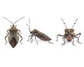 Kissing bug chagas disease vector triatomine; human health emerging zoonotic disease