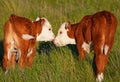 Kissing Calves Royalty Free Stock Photo