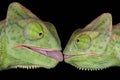Kissing chameleons Royalty Free Stock Photo