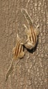 Kissing chipmunks in Delhi India