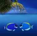 Kissing Colorful Fishes Royalty Free Stock Photo