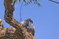 Kissing a couple of pigeon birds sitting on a neem tree Royalty Free Stock Photo