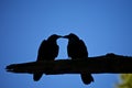 Kissing Crows Silhouette Royalty Free Stock Photo