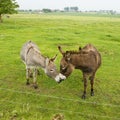 Kissing donkeys