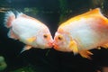 Kissing Fish underwater Royalty Free Stock Photo
