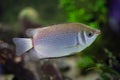 Kissing gourami (Helostoma temminckii) Royalty Free Stock Photo