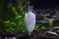 Kissing gourami (Helostoma temminckii)