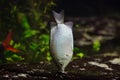 Kissing gourami Helostoma temminckii