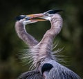 Kissing great blue herons forming a heart shape