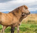 Kissing Horse