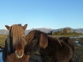 Kissing Icelandic Horses Royalty Free Stock Photo