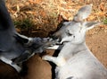 Kissing kangaroos