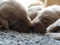 Kissing Labrador Retriever puppys