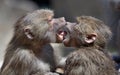 Kissing monkeys Royalty Free Stock Photo