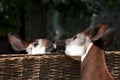Kissing Okapi