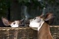 Kissing Okapi