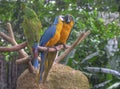 Kissing Parrots Royalty Free Stock Photo