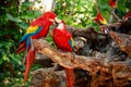 Kissing parrots Royalty Free Stock Photo