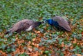 Kissing peacock birds. Peacocks of love.