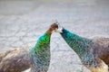 Kissing peacocks