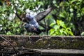 Kissing Pigeons enjoying moments Royalty Free Stock Photo