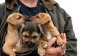 Kissing Puppies Royalty Free Stock Photo