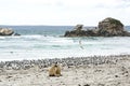 Kissing Sea Lions, Kangaroo Island Royalty Free Stock Photo