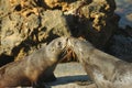 Kissing Seals, new zealand