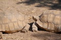 Kissing Turtles Royalty Free Stock Photo