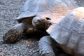 Kissing turtles. Turtles in love.