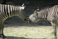 Kissing zebra horses