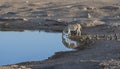 Kissing Zebras at a waterhole