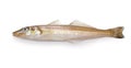 Kisu Japanese whiting