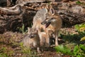 Kit Stands with Grey Fox Vixen (Urocyon cinereoargenteus)