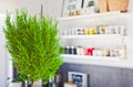 Kitchen abstract with a houseplant focused