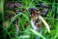 kitchen cat looking in the grass unique photography Royalty Free Stock Photo