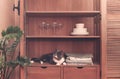 Kitchen cupboard with disheslike plates, tableclothes and glasses