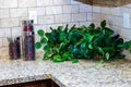 Kitchen Decorations On Marble Counter